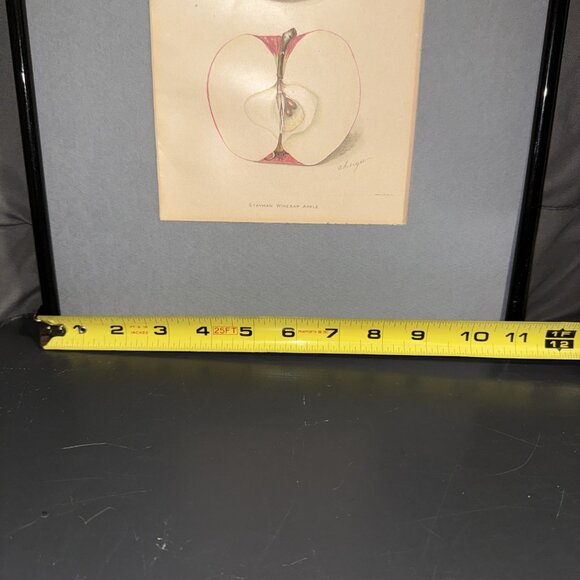 Stayman Winesap Apple 1902 Antique USDA Fruit Lithograph Print Framed Botanical - Picture 15 of 16